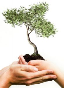 nurture tree white